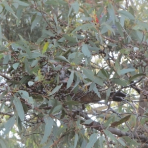 Callocephalon fimbriatum at Hawker, ACT - suppressed