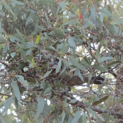 Callocephalon fimbriatum (Gang-gang Cockatoo) at Hawker, ACT - 12 Mar 2021 by sangio7