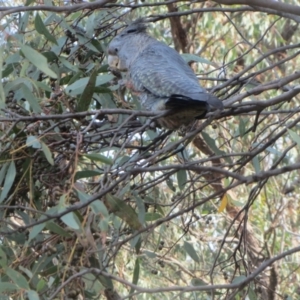 Callocephalon fimbriatum at Hawker, ACT - suppressed