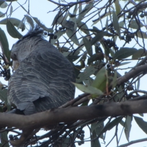 Callocephalon fimbriatum at Hawker, ACT - suppressed