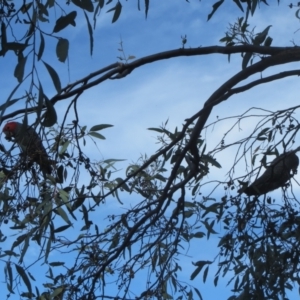 Callocephalon fimbriatum at Hawker, ACT - suppressed