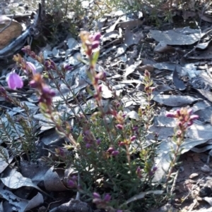 Tetratheca bauerifolia at Carwoola, NSW - 7 Sep 2021