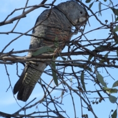 Callocephalon fimbriatum (Gang-gang Cockatoo) at Hawker, ACT - 2 Apr 2021 by sangio7