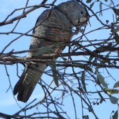 Callocephalon fimbriatum (Gang-gang Cockatoo) at Hawker, ACT - 1 Apr 2021 by sangio7