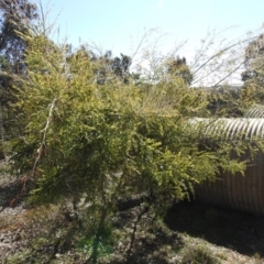 Acacia howittii (Sticky Wattle) at Carwoola, NSW - 22 Aug 2021 by Liam.m