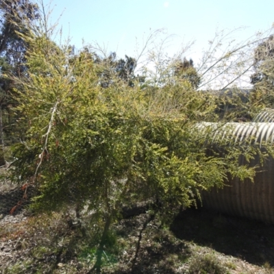 Acacia howittii (Sticky Wattle) at Carwoola, NSW - 22 Aug 2021 by Liam.m