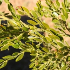 Acacia howittii at suppressed - 22 Aug 2021