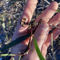 Eucalyptus viridis at Higgins, ACT - 2 Sep 2021 by MattM