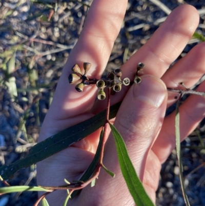 Eucalyptus viridis at Higgins, ACT - 2 Sep 2021 by MattM