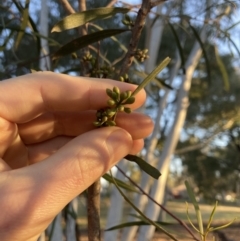 Eucalyptus viridis at Higgins Woodland - 2 Sep 2021