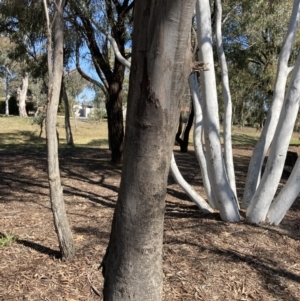 Eucalyptus viridis at Higgins Woodland - 2 Sep 2021