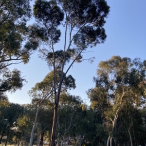 Eucalyptus viridis at Higgins Woodland - 2 Sep 2021