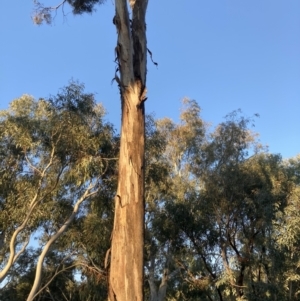 Eucalyptus viridis at Higgins Woodland - 2 Sep 2021