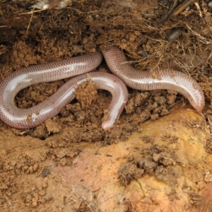 Anilios nigrescens at Carwoola, NSW - 28 Aug 2021