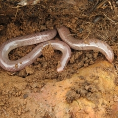 Anilios nigrescens (Blackish Blind Snake) at Carwoola, NSW - 28 Aug 2021 by Liam.m