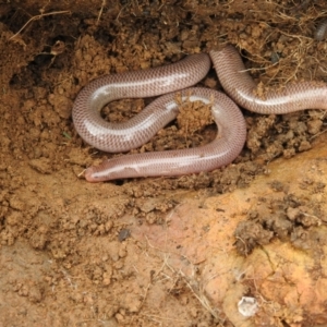 Anilios nigrescens at Carwoola, NSW - 28 Aug 2021