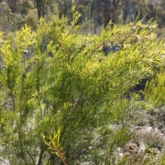 Acacia floribunda (White Sally Wattle, Gossamer Wattle) at Carwoola, NSW - 22 Aug 2021 by Liam.m
