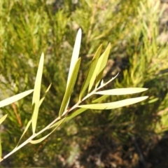 Acacia floribunda at QPRC LGA - suppressed