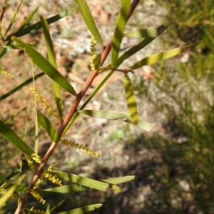 Acacia floribunda at QPRC LGA - suppressed