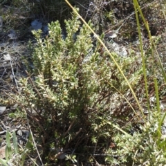 Melichrus urceolatus (Urn Heath) at Carwoola, NSW - 22 Aug 2021 by Liam.m