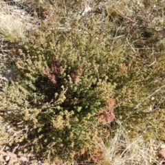 Pultenaea procumbens (Bush Pea) at Carwoola, NSW - 22 Aug 2021 by Liam.m