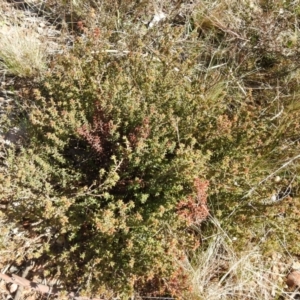 Pultenaea procumbens at Carwoola, NSW - suppressed