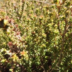 Pultenaea procumbens at Carwoola, NSW - suppressed