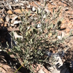 Hibbertia obtusifolia at Carwoola, NSW - suppressed