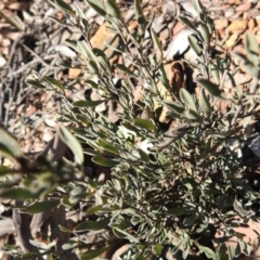 Hibbertia obtusifolia at Carwoola, NSW - suppressed