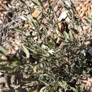 Hibbertia obtusifolia at Carwoola, NSW - suppressed