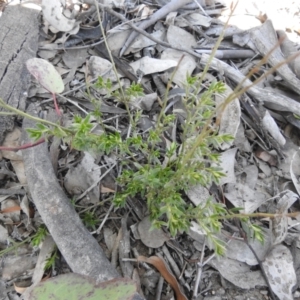 Gonocarpus tetragynus at Carwoola, NSW - 22 Aug 2021