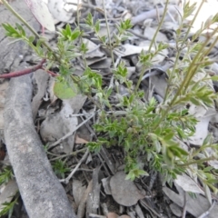 Gonocarpus tetragynus at Carwoola, NSW - 22 Aug 2021