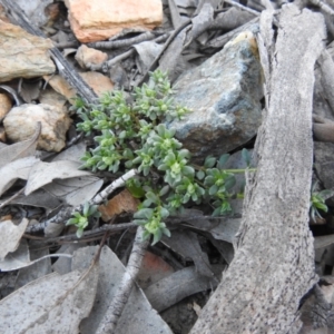 Poranthera microphylla at Carwoola, NSW - 22 Aug 2021