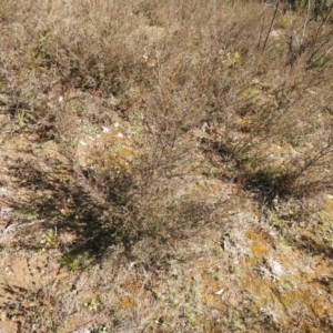 Kunzea ericoides at Carwoola, NSW - 22 Aug 2021