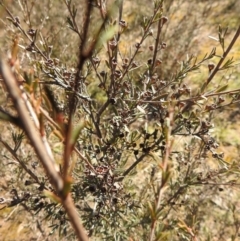 Kunzea ericoides at Carwoola, NSW - suppressed