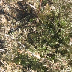 Kunzea ericoides at Carwoola, NSW - suppressed