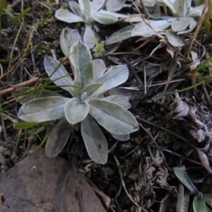 Gamochaeta sp. at Carwoola, NSW - 22 Aug 2021