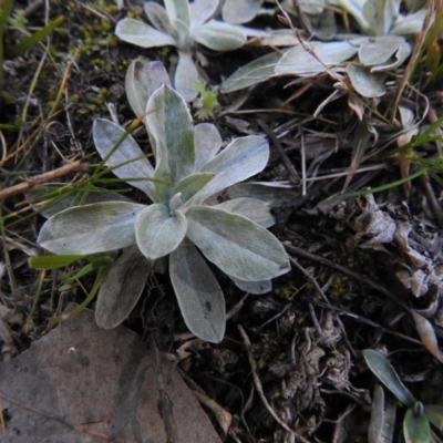 Gamochaeta sp. (Cudweed) at Carwoola, NSW - 22 Aug 2021 by Liam.m