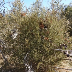 Bursaria spinosa at Carwoola, NSW - suppressed