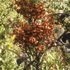 Bursaria spinosa at Carwoola, NSW - suppressed