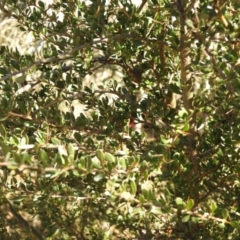 Bursaria spinosa at Carwoola, NSW - suppressed