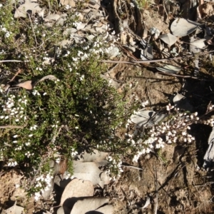 Cryptandra amara at Carwoola, NSW - suppressed