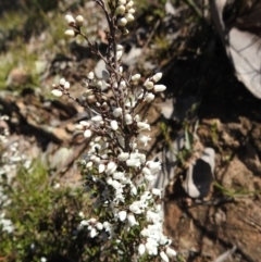 Cryptandra amara at Carwoola, NSW - suppressed