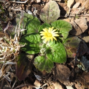 Cymbonotus sp. (preissianus or lawsonianus) at Carwoola, NSW - suppressed