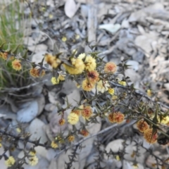 Acacia gunnii at Carwoola, NSW - 22 Aug 2021