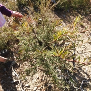 Acacia rubida at Carwoola, NSW - suppressed