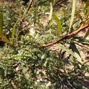 Acacia rubida at Carwoola, NSW - suppressed