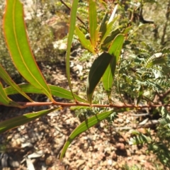 Acacia rubida at Carwoola, NSW - suppressed