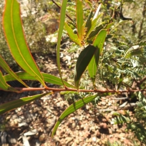 Acacia rubida at Carwoola, NSW - suppressed