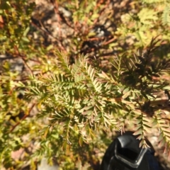 Acacia rubida at Carwoola, NSW - suppressed